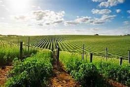 Rows of green vineyards stretch out to the horizon, near where Equity Group provides Kings County property mangaement